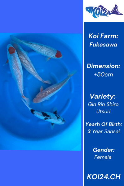 Nisai HQ Gin Rin Shiro Utsuri