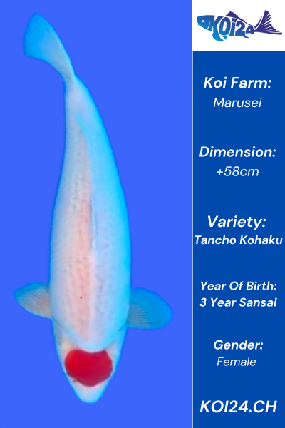 HQ Tancho Kohaku