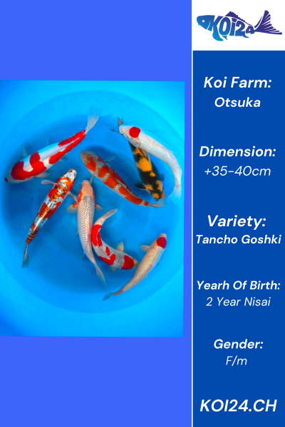 Nisai Tancho Goshiki