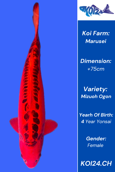 Mizuho Ogon