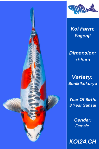 Benikikokuryu