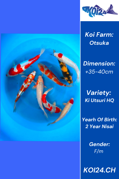 Nisai HQ Ki Utsuri