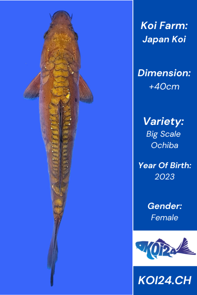 Big Scale Ochiba Koi