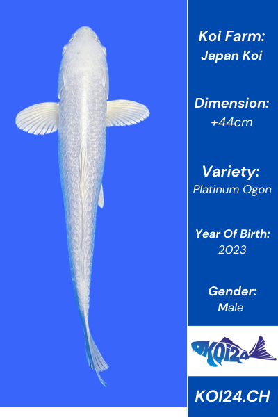 Platinum Ogon Koi