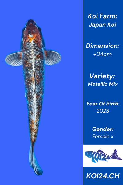 Metallic Mix Koi