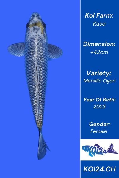 Metallic Ogon Koi