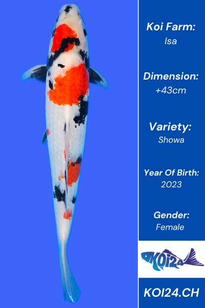Showa Koi