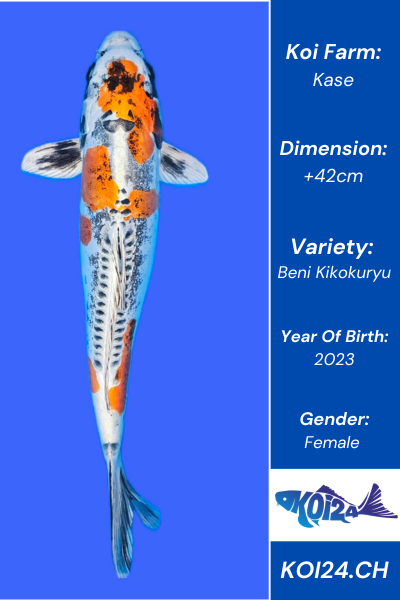 Beni Kikokuryu Koi