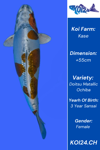 Doitsu Metallic Ochiba Koi