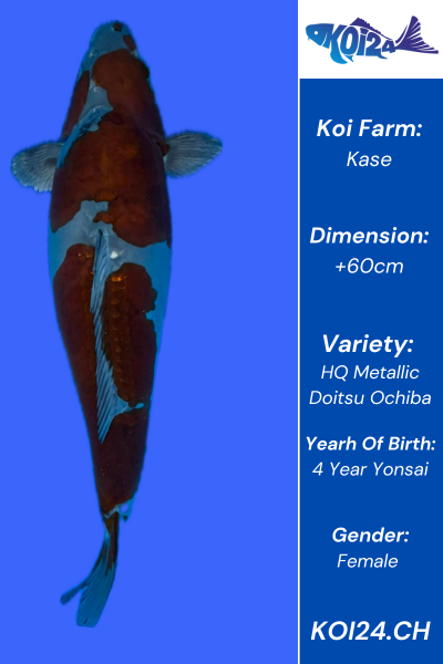 HQ Metallic Doitsu Ochiba Koi