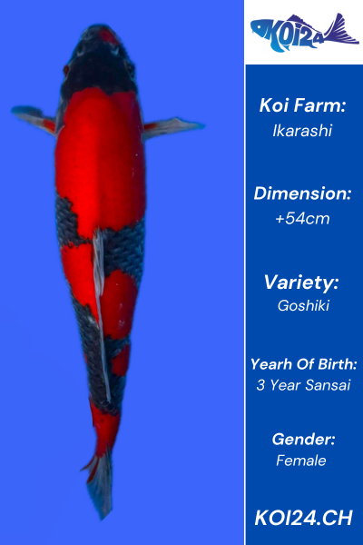 Goshiki Koi
