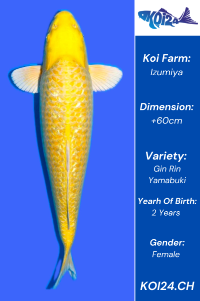 Gin Rin Yamabuki Koi