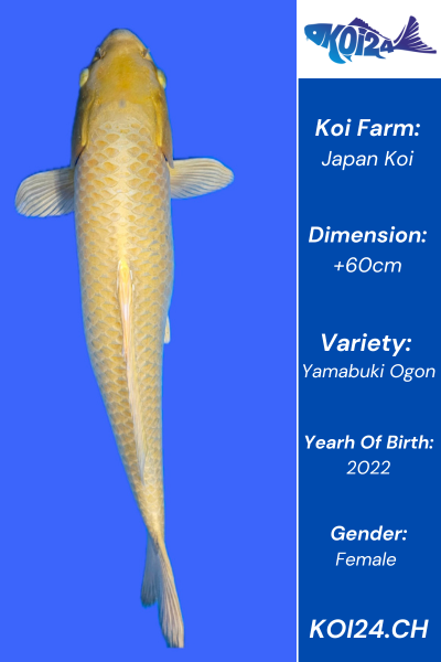 Yamabuki Ogon Koi