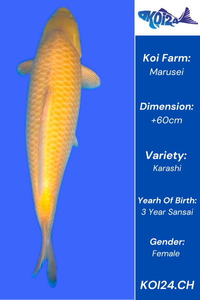 Karashi Koi