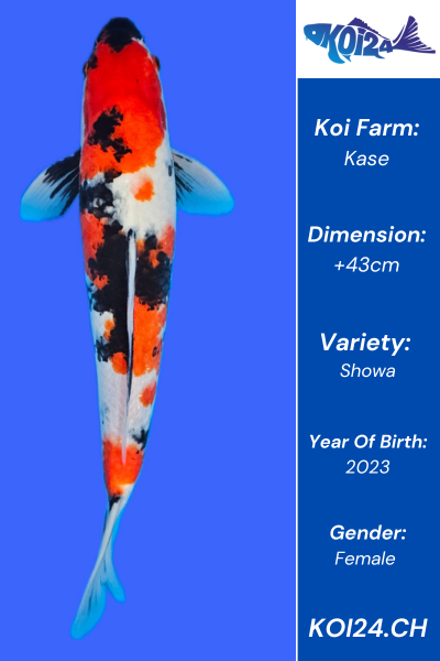 Showa Koi