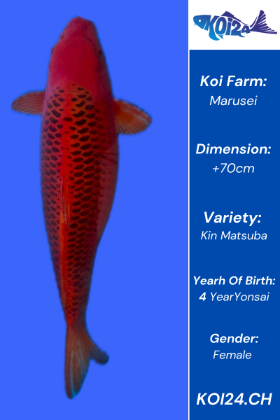 Kin Matsuba Koi