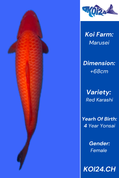 Red Karashi Koi