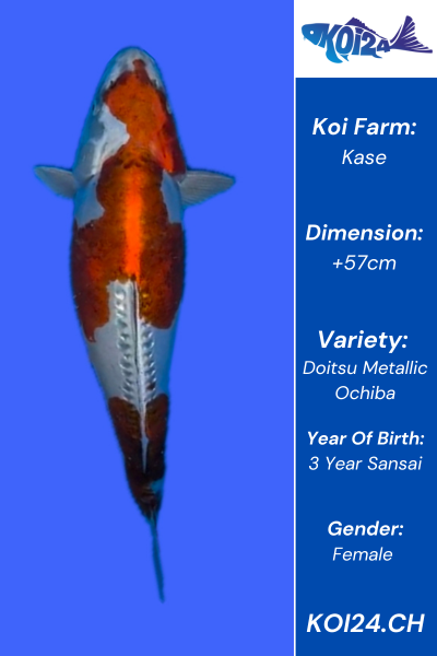 Doitsu Metallic Ochiba Koi