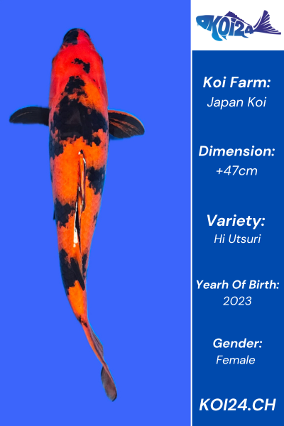 Hi Utsuri Koi