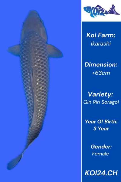 Gin Rin Soragoi Koi
