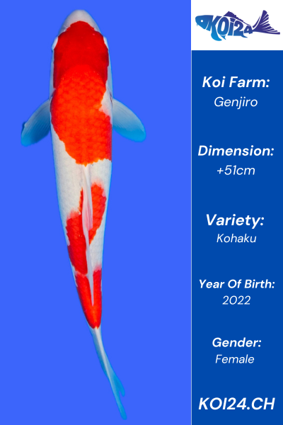 Kohaku Koi