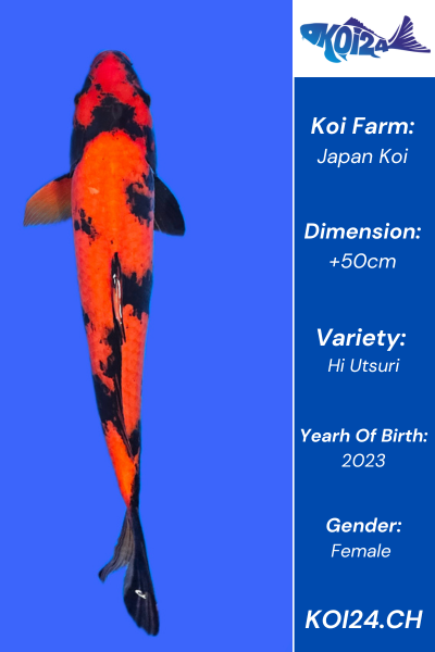 Hi Utsuri Koi