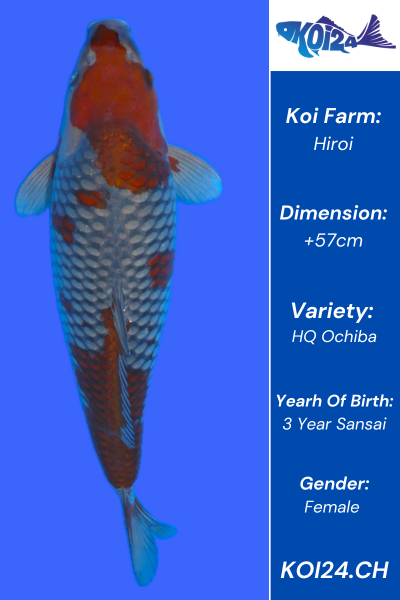 HQ Ochiba Koi