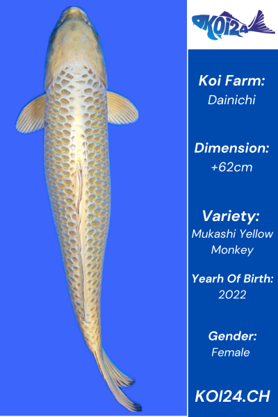 Mukashi Yellow Monkey Koi