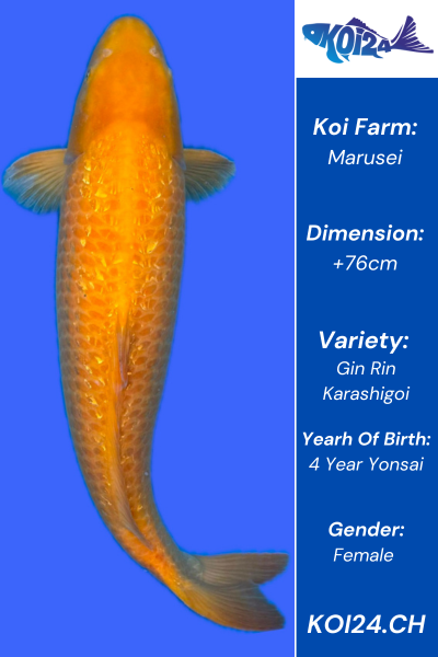 Gin Rin Karashigoi Koi