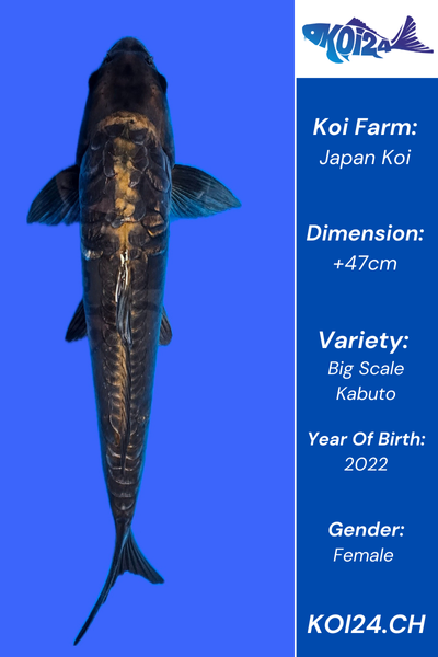 Big Scale Kabuto Koi