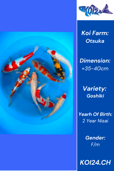 Goshiki