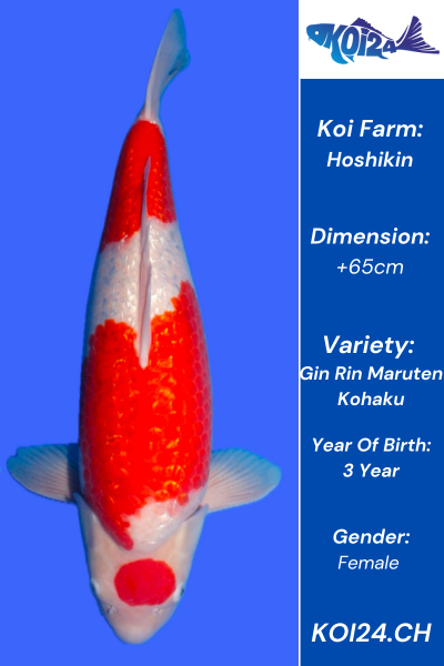 Special Gin Rin Maruten Kohaku