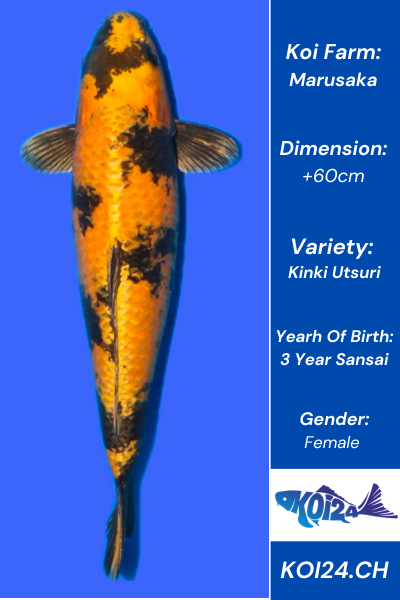 Kinki Utsuri
