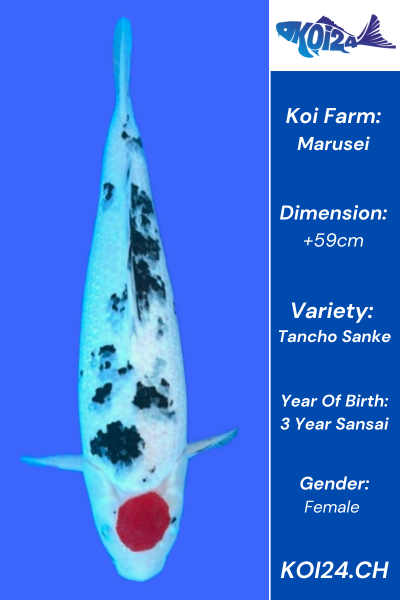 Tancho Sanke