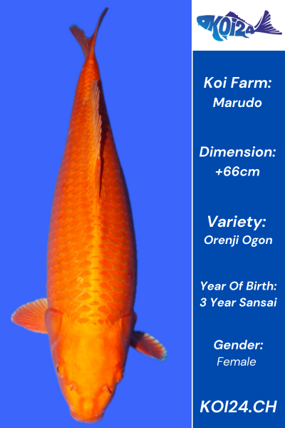 Orenji Ogon