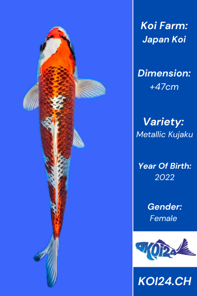 Metallic Kujaku Koi