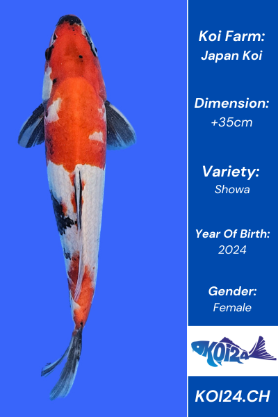 Showa Koi