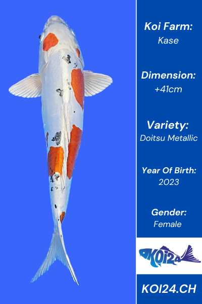 Doitsu Metallic Koi