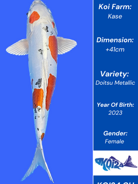 Doitsu Metallic Koi