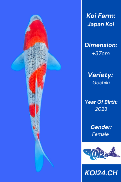Goshiki Koi