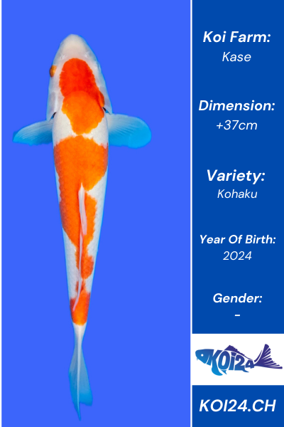 Kohaku Koi