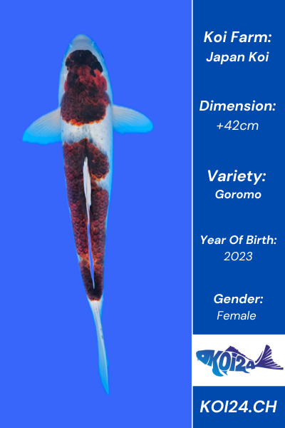 Goromo Koi