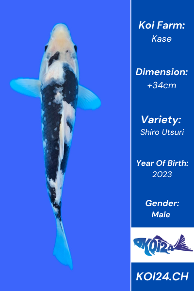 Shiro Utsuri Koi