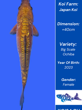 Big Scale Ochiba Koi