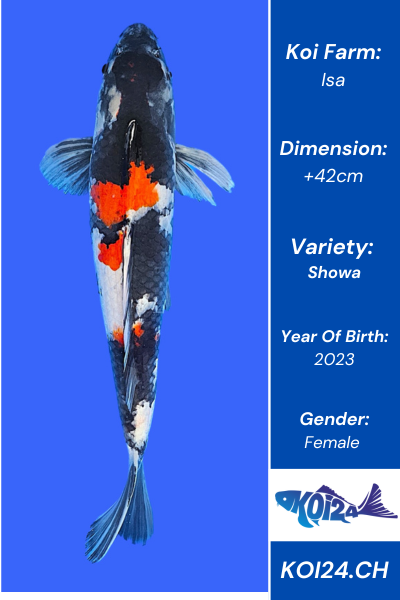 Showa Koi