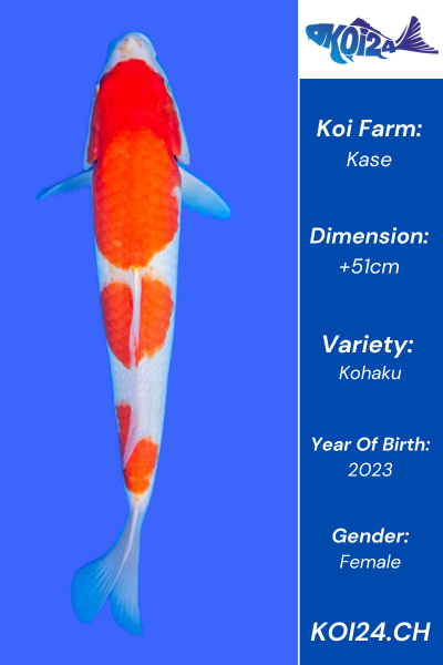 Kohaku Koi