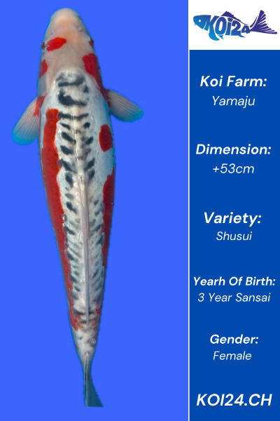 Shusui Koi