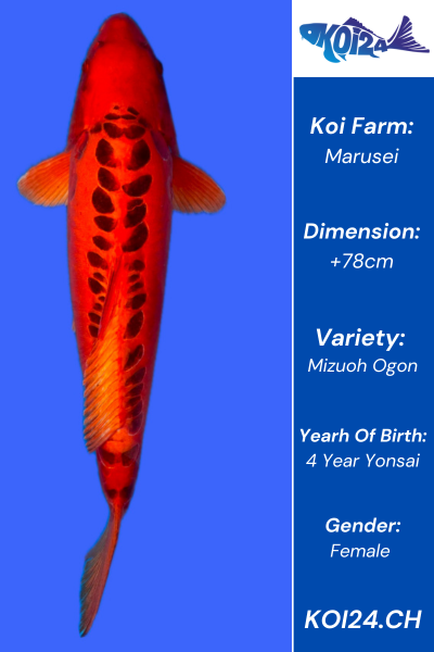 Mizuoh Ogon Koi