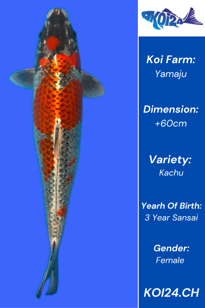Kachu Koi