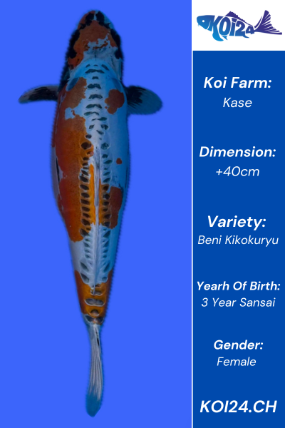 Beni Kikokuryu Koi